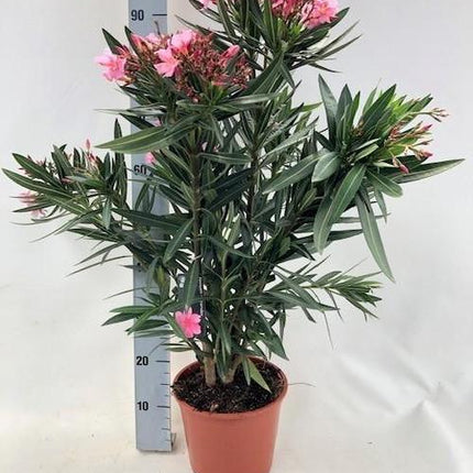 Nerium Oleander "struik" - ROZE - Ø20cm - ↕80cm