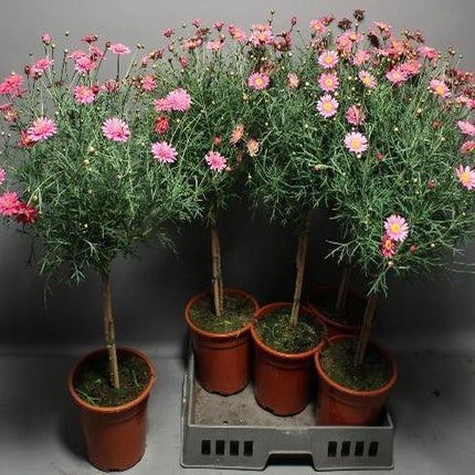 ARG BLAZER Primros Flora - Ø19cm - ↕75cm