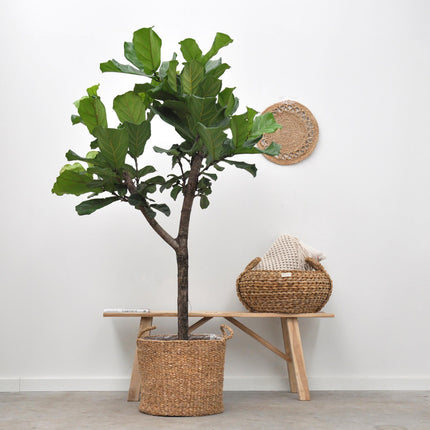 Ficus Lyrata boom - 170cm - ⌀30