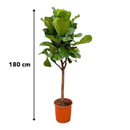 Ficus Lyrata boom - 170cm - ⌀30