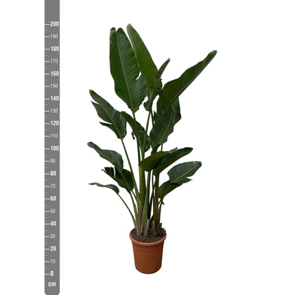 Strelitzia Augusta multi stam - 200cm - ø30