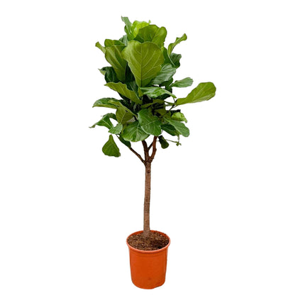 Ficus Lyrata boom - 170cm - ⌀30