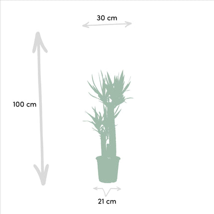 Dracaena - ↨120cm - Ø21cm + Yucca - ↨100cm - Ø21cm