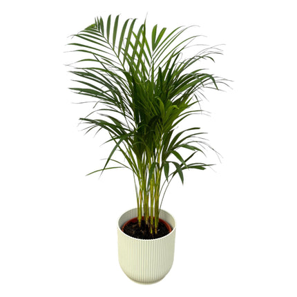 Areca palm - ↨85cm - Ø19cm inclusief elho Vibes Fold Round wit D22xH20
