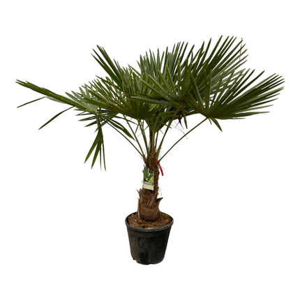 Trachycarpus Fortuneii - 200 cm - Ø30cm