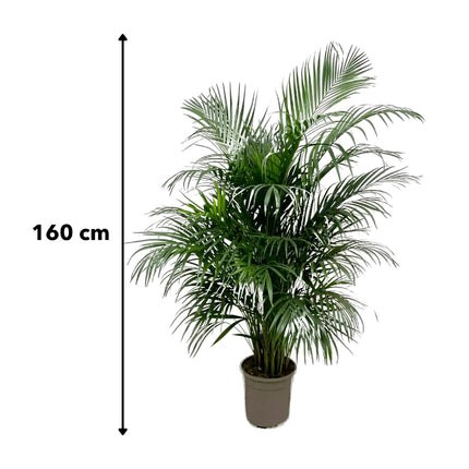 Dypsis Lutescens (Areca palm) 160 cm - ø24