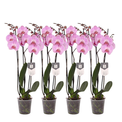 Set van 4 - Phalaenopsis Elion - 3 tak orchidee - 60 cm - Ø12cm