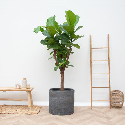 Ficus Lyrata boom - 170cm - ⌀30