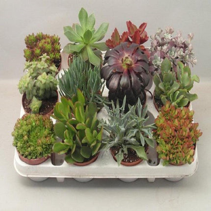 LOCK | succulenten 12 Stuks Potmaat 8,5cm