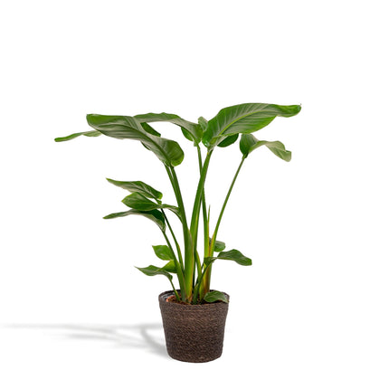 Strelitzia Nicolai - ↨90cm - Ø19cm + Mand Igmar