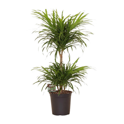 Dracaena Refl. Anita Variegata - Ø21cm - ↕80cm