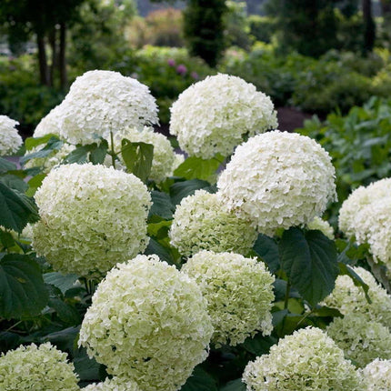 Hydrangea arbo. 'Strong Annabelle'® - ↨30cm - Ø19cm