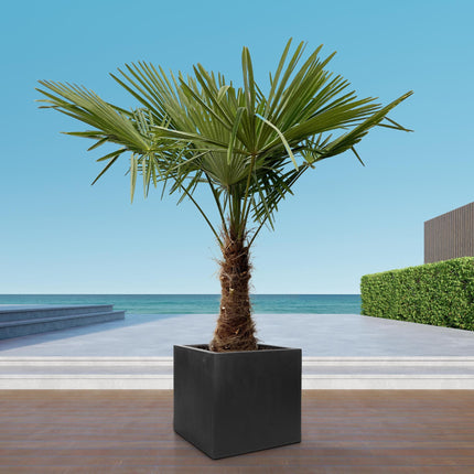 Trachycarpus - 235cm- Ø45