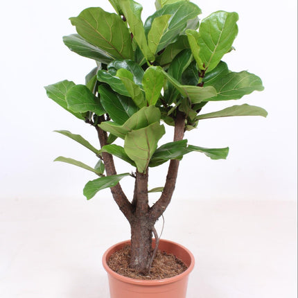 Ficus Lyrata - Ø27 ↕120