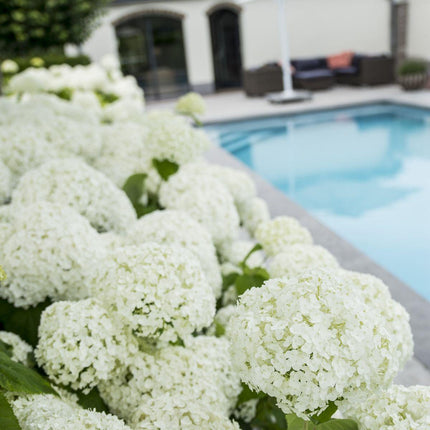 Hydrangea arbo. 'Strong Annabelle'® - ↨30cm - Ø19cm