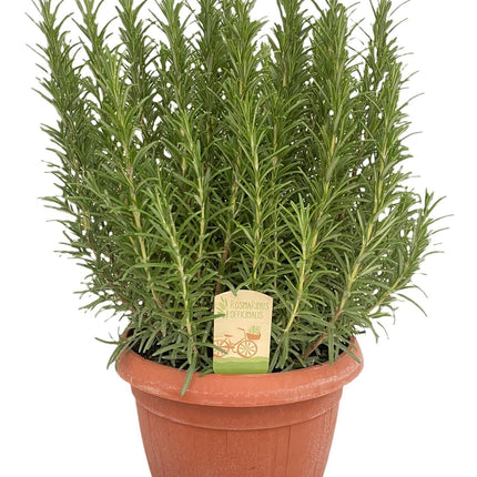 Rosmarinus Officinalis - Ø25cm - ↕45cm