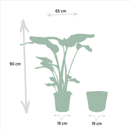 Strelitzia Nicolai - ↨90cm - Ø19cm + Mand Igmar