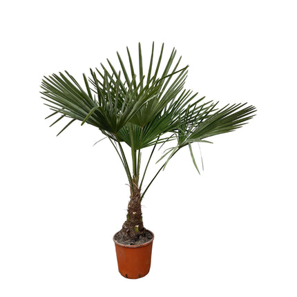 Trachycarpus - 130cm- Ø21