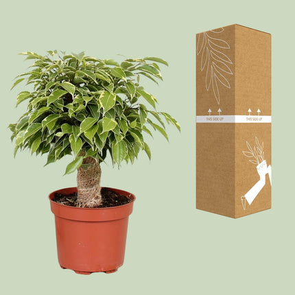 Ficus Benjamina Kinky - Ø12cm - ↕28cm