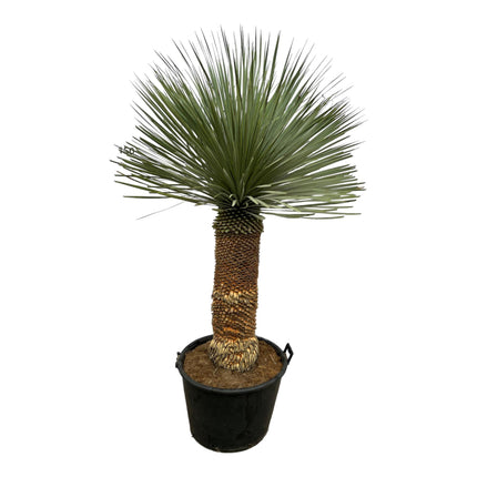 Yucca Rostrata - 140 cm - Ø50cm