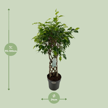 Ficus Benjamina Exotica - Ø24cm - ↕100cm