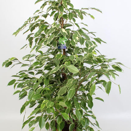 Ficus Benjamina Golden King 21 Cm - Ø21cm - ↕100cm