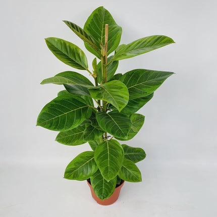 Ficus Altissima - Ø21cm - ↕95cm