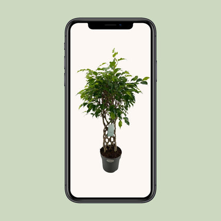 Ficus Benjamina Exotica - Ø24cm - ↕100cm