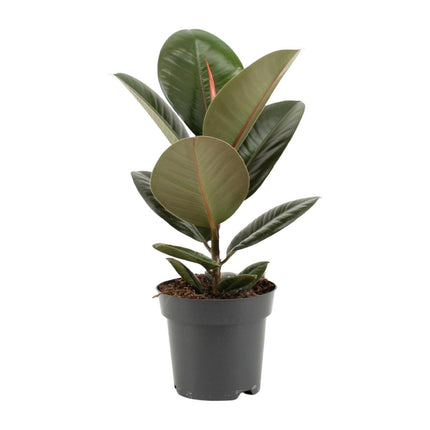 Ficus Elastica Robusta - Ø14cm - ↕45cm