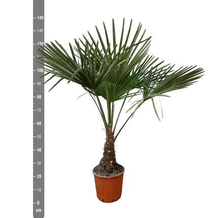 Trachycarpus - 130cm- Ø21