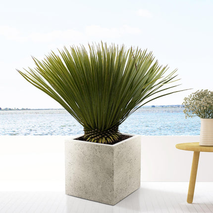 Yucca Rostrata - 80cm- Ø27