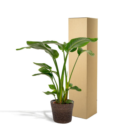 Strelitzia Nicolai - ↨90cm - Ø19cm + Mand Igmar